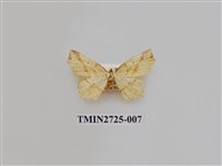 藏品(尺蛾280)的圖片